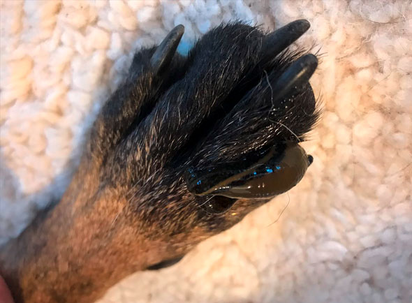 blutegeltherapie